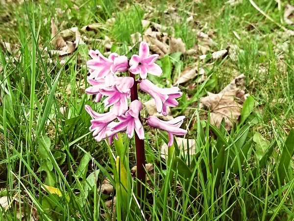 Medvedia syrová omáčka na špargľu, alebo cestoviny (fotorecept) - obrázok 4