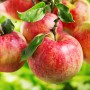 Zavárané jablká - ako dlho sa môžu skladovať