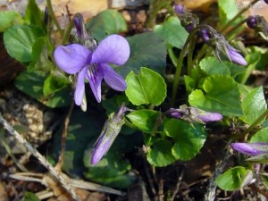 Obrázok Fialka voňavá <em>(Viola odorata., Violaceae)</em>