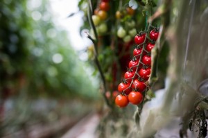 Paradajky sú najobľúbenejšou zeleninou Slovákov. Aj pre vás?