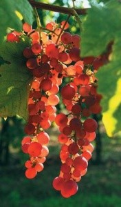 Ročník 2009: vinárov sa zmocňuje eufória