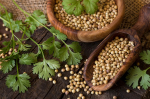 Aromatická bylinka: Koriander, to sú semienka aj vňať. Viete, kedy ktoré použiť?