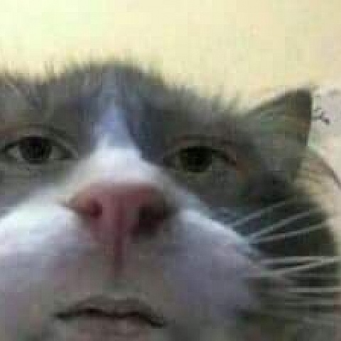 snax1337
