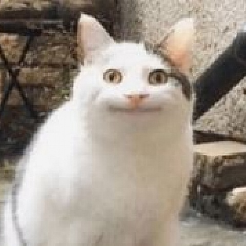 puakchesong