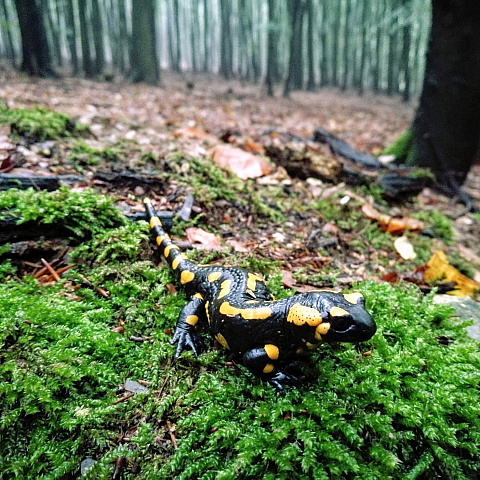 salamandra717