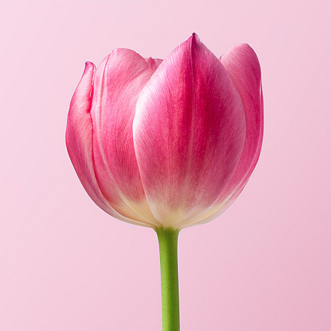 adorableflorist