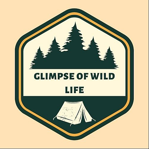 glimpseofwildlife