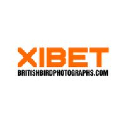 xibetbritishbirdphotographs