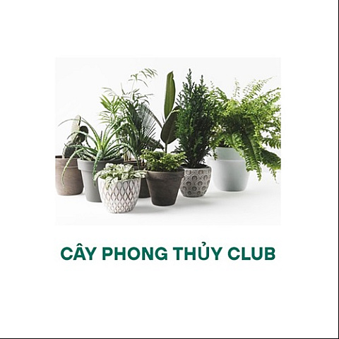 cayphongthuyclub