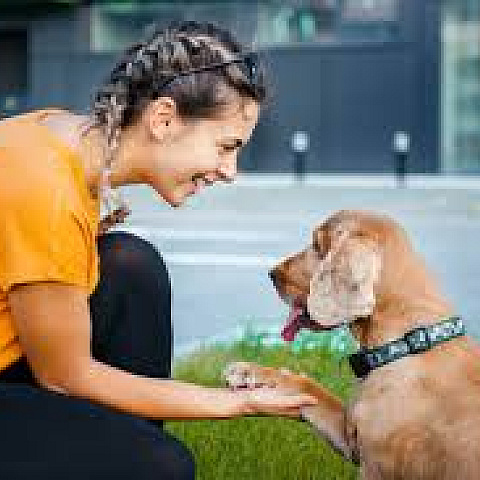petshopinlucknow