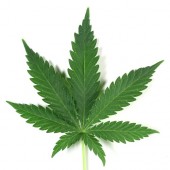 marihuana fotka