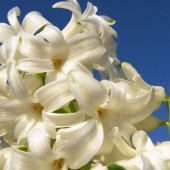 hyacintka fotka