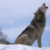 vlk fotka