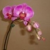 orchidea fotka