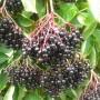 Plody bazy čiernej a ich využitie 