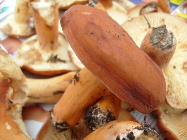 Miznúce rýdziky - obrázok 1