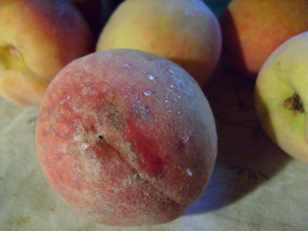 Mamin ultrarýchly koláč (fotorecept) - obrázok 1