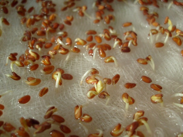 Volanie jari (fotorecept) - obrázok 1