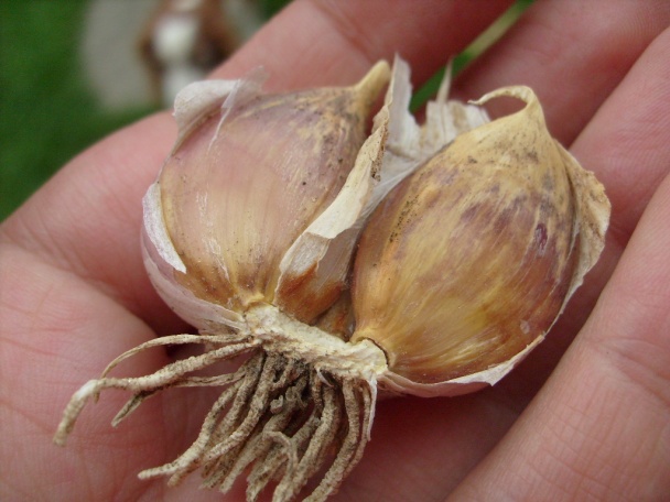 Óda na záhradu (fotorecept) - obrázok 4