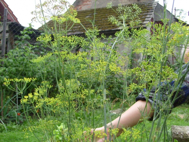 Óda na záhradu (fotorecept) - obrázok 5