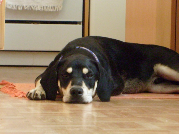 Strava pre 4 labky... - obrázok 5