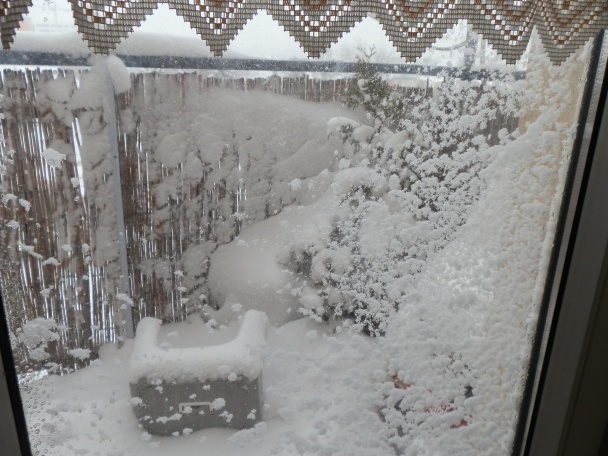 Tmavá halušková - obrázok 4