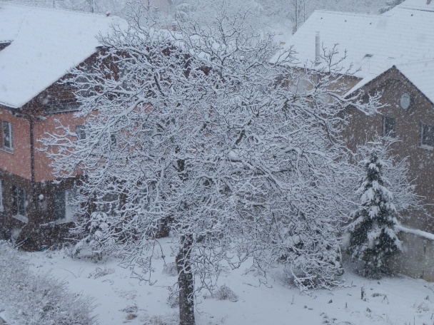 Segedínsky guláš, či sikulská kapusta - obrázok 4