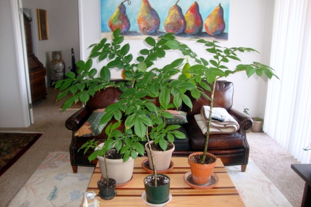 Krém s maslovoorieškovou tekvicou (fotorecept) - obrázok 10