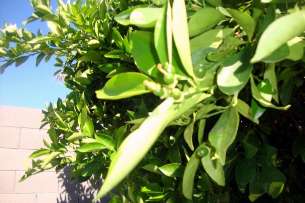 Mladé cukety dusené s ančovičkami a kaparami (fotorecept) - obrázok 10