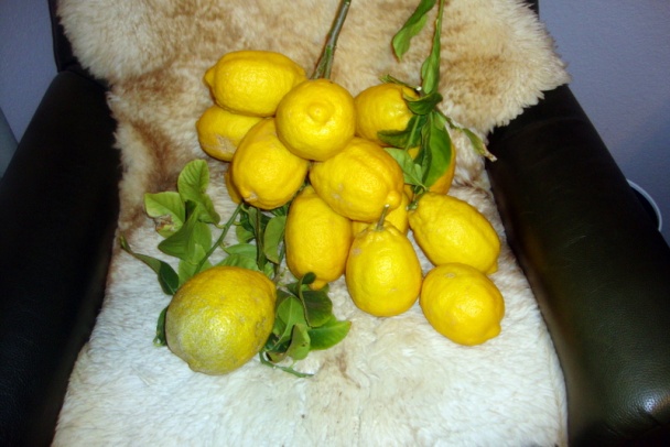 Kuracie prsia z citrónovej marinády (fotorecept) - obrázok 11