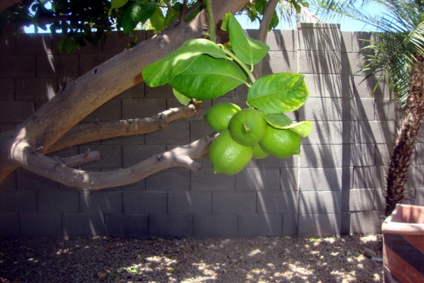 Teplý šalát s cícerom (fotorecept) - obrázok 10