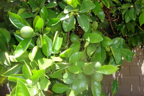 Teplý šalát s cícerom (fotorecept) - obrázok 11