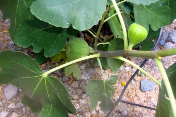 Zajačie kúsky s kozákom brezovým (fotorecept) - obrázok 9