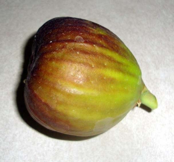 Raňajková morčacia pečeň na slanine (fotorecept) - obrázok 5