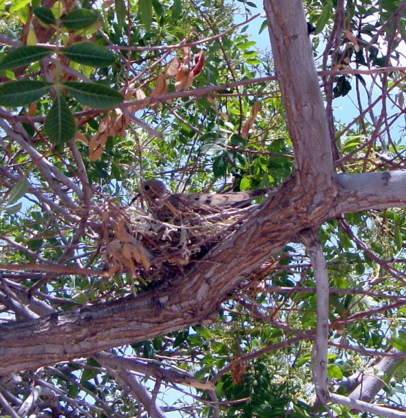 Domáci - Peoria AZ - chlieb štvormúkový (fotorecept) - obrázok 7