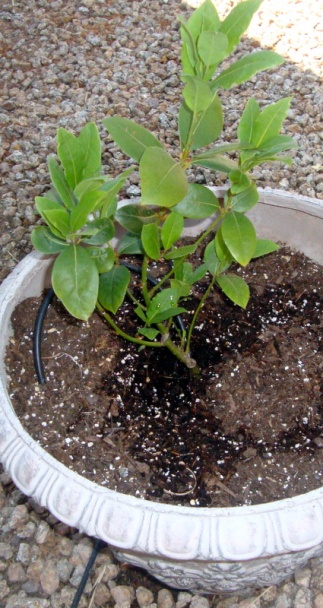 Perkelt z drobkov moriek (fotorecept) - obrázok 10