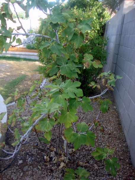 Zelerovo-vajíčková nátierka / šalát (fotorecept) - obrázok 7