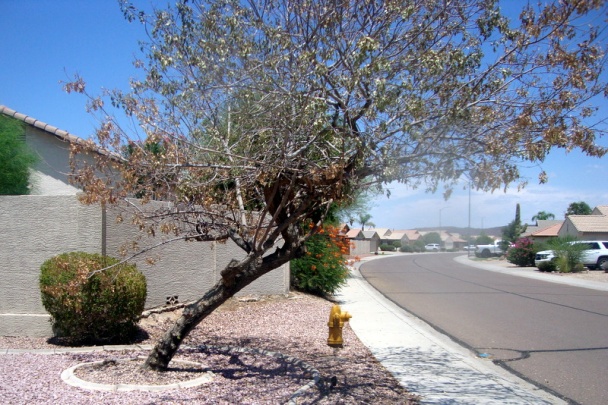 Krehký koláč s tvarohom a marhuľami (fotorecept) - obrázok 10