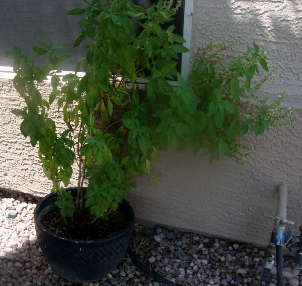 Kuracie prsty s citrónovou šťavou k rezancom s tvarohom - obrázok 7