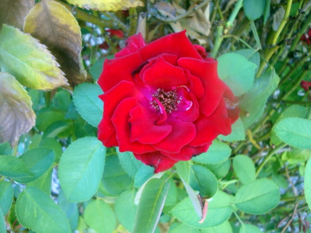 Hubový paprikáš (fotorecept) - obrázok 9