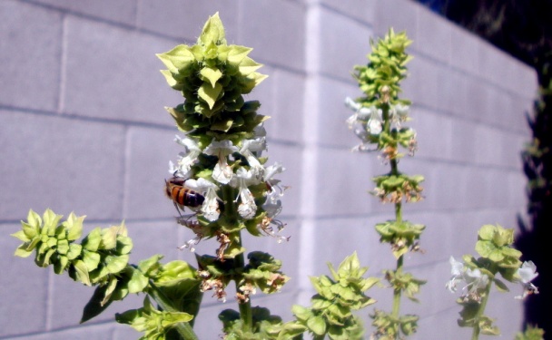 Treska na masle so zeleninovým šalátom a polentou (fotorecept) - obrázok 12