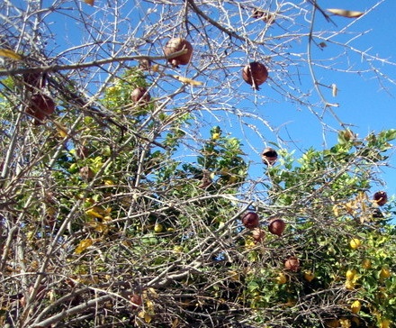 Rýchla diétna zeleninová polievka – LG – s tortellini (fotorecept) - obrázok 12