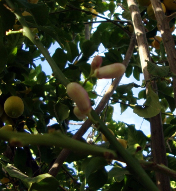 Cestoviny s hubovou omáčkou z kuriatok (fotorecept) - obrázok 9