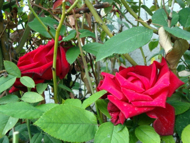 Pečená koreňová zelenina a zemiaky (fotorecept) - obrázok 6