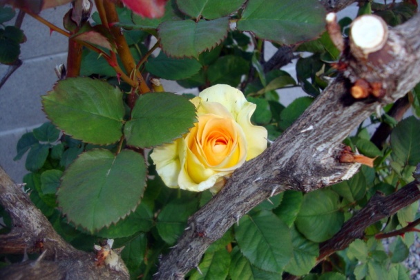 Raňajkové bravčovinky s caesar šalátom (fotorecept) - obrázok 14