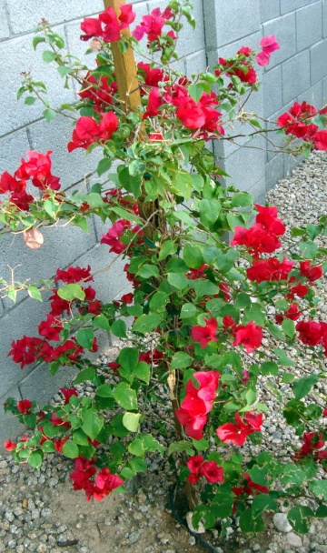 Zeleninová polievka s liatymi haluškami à la Nušta (fotorecept) - obrázok 11