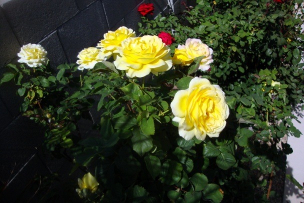 Celozelerová zoštíhľovacia polievka (fotorecept) - obrázok 11