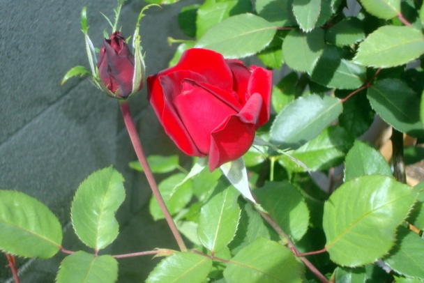 Hovädzie plátky Nany spod Bankova (fotorecept) - obrázok 14