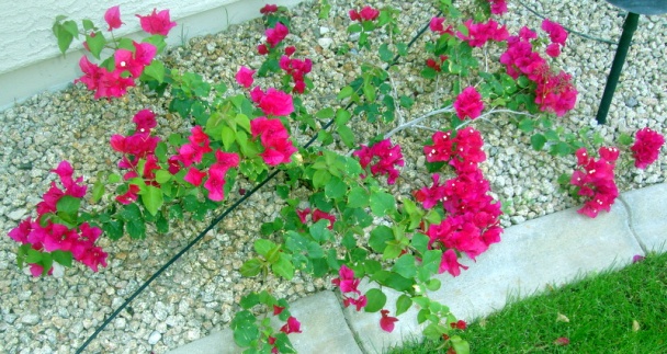 Kuracia polievka – do plaviek (fotorecept) - obrázok 5