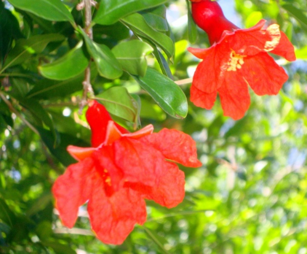 Kuracia polievka – do plaviek (fotorecept) - obrázok 6